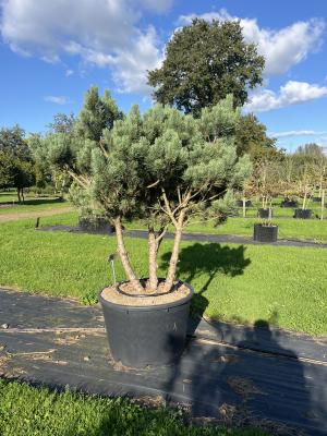 PINUS SYLVESTRIS WATERERI