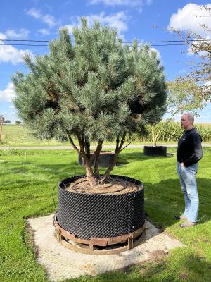 PINUS SYLVESTRIS WATERERI