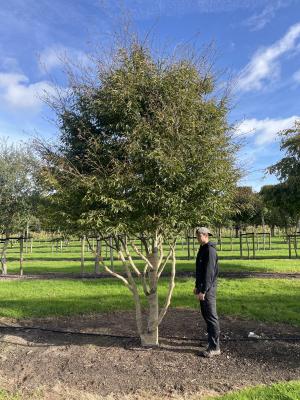 FAGUS SYLVATICA ASPLENIFOLIA